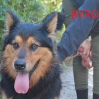 Meraviglioso Byron da adottare