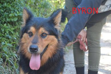 Meraviglioso Byron da adottare