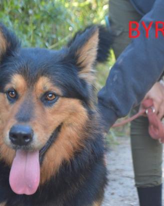 Meraviglioso Byron da adottare