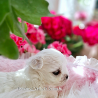 Maltese