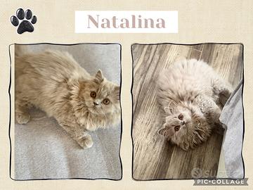 British longhair