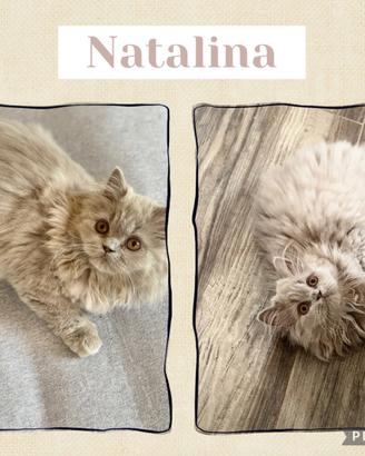 British longhair
