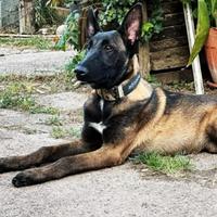 Malinois