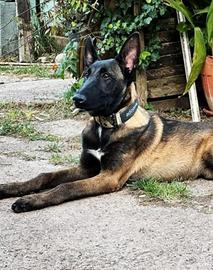Malinois