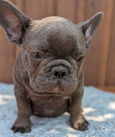 Bulldog francese blu and tan