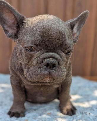 Bulldog francese blu and tan