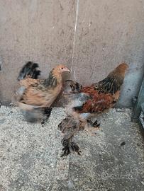galline brahma 
