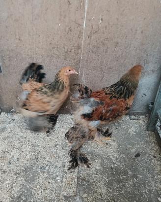 galline brahma 