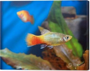 Platy