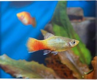 Platy