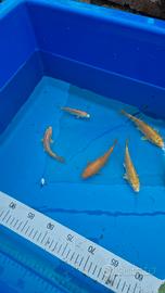 Carpe koi