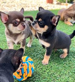 CHIHUAHUA TOY CUCCIOLI DISPONIBILI vari colori