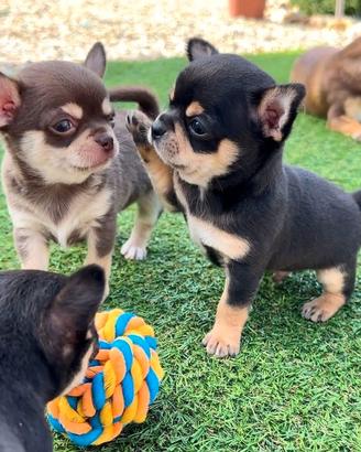 CHIHUAHUA TOY CUCCIOLI DISPONIBILI vari colori
