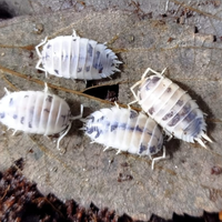 Isopodi - collemboli - onischi tropicali