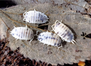 Isopodi - collemboli - onischi tropicali