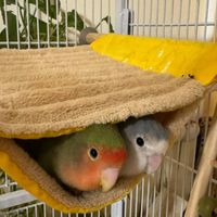 Inseparabile