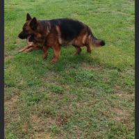 Maschio pastore tedesco 3 anni con pedigree