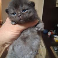 Maschietti schottish straight