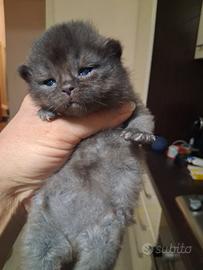 Maschietti schottish straight