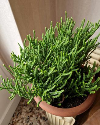 Crassula Muscosa