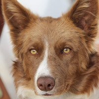 Border collie