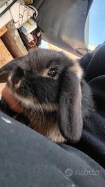 Coniglio ariete nano