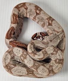 Hog island boa