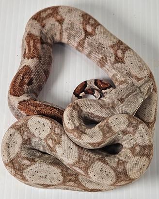 Hog island boa