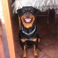 Vendesi cuccioli di rottweiler ORIGINALI