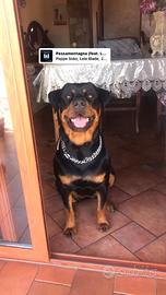 Vendesi cuccioli di rottweiler ORIGINALI