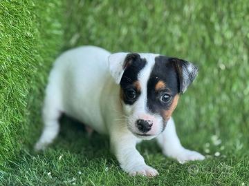 Jack Russell