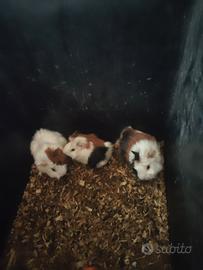 Cavia abissinia