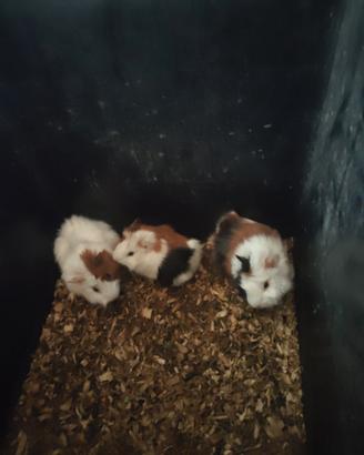Cavia abissinia