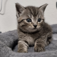 Gattini