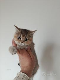 Cucciola di gattina scottish straight