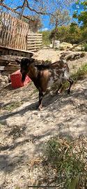 Capretto tibetano