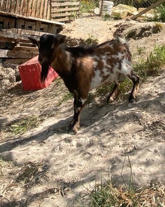 Capretto tibetano