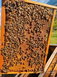 Famiglia famiglie api alveare arnia nucleo regina