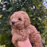 Cucciolo di barboncino toy