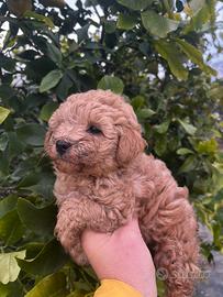 Cucciolo di barboncino toy