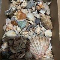 Scatola piena di conchiglie