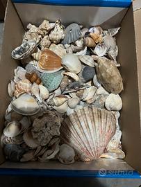 Scatola piena di conchiglie