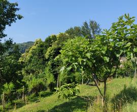 Terreno agricolo