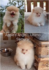Cucciolo spitz tedesco/ volpino