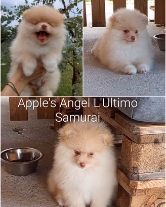 Cucciolo spitz tedesco/ volpino