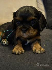 Cavalier King cuccioli