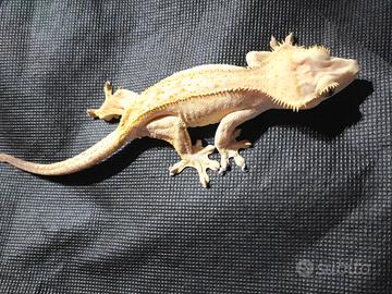 Geco ciliatus adulta