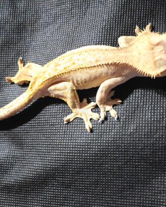 Geco ciliatus adulta