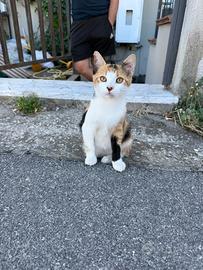 Pretty meravigliosa gattina 4 mesi
