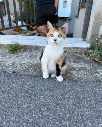 Pretty meravigliosa gattina 4 mesi
